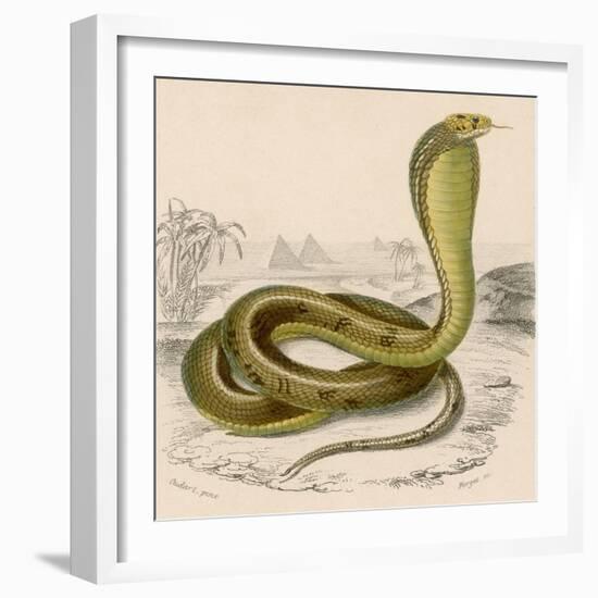 Egyptian or Brown Cobra-null-Framed Photographic Print