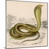Egyptian or Brown Cobra-null-Mounted Photographic Print