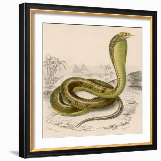 Egyptian or Brown Cobra-null-Framed Photographic Print