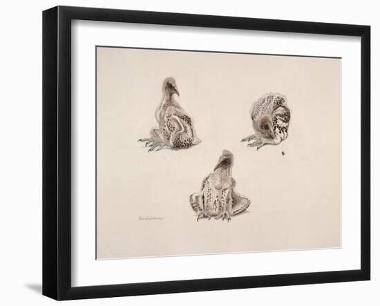 Egyptian Vulture, 1985-Mary Clare Critchley-Salmonson-Framed Giclee Print