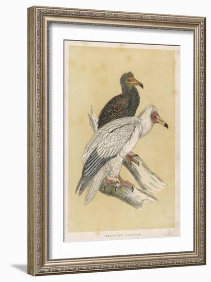 Egyptian Vulture-Reverend Francis O. Morris-Framed Art Print