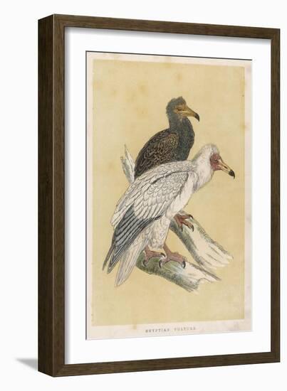 Egyptian Vulture-Reverend Francis O. Morris-Framed Art Print