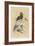 Egyptian Vulture-Reverend Francis O. Morris-Framed Art Print