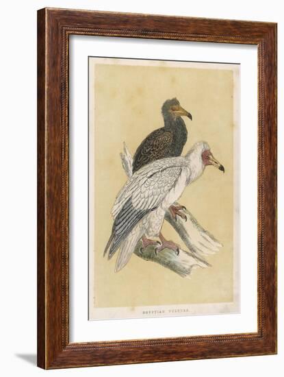 Egyptian Vulture-Reverend Francis O. Morris-Framed Art Print