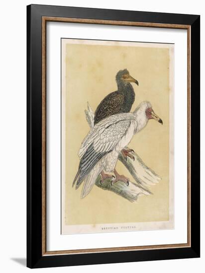 Egyptian Vulture-Reverend Francis O. Morris-Framed Art Print