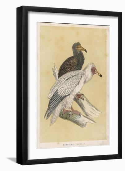 Egyptian Vulture-Reverend Francis O. Morris-Framed Art Print