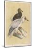 Egyptian Vulture-Reverend Francis O. Morris-Mounted Art Print