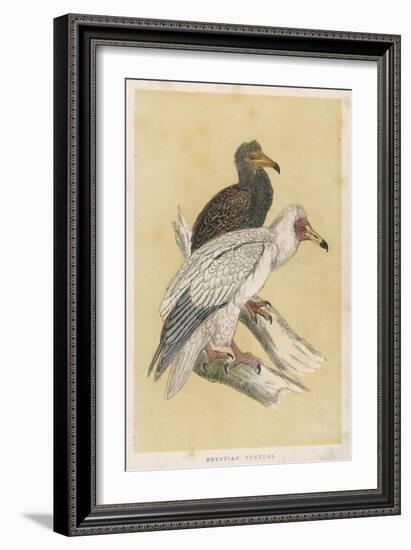 Egyptian Vulture-Reverend Francis O. Morris-Framed Art Print