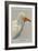 Egyptian Vulture-Louis Agassiz Fuertes-Framed Premium Giclee Print