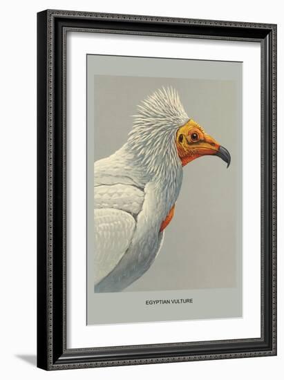 Egyptian Vulture-Louis Agassiz Fuertes-Framed Premium Giclee Print