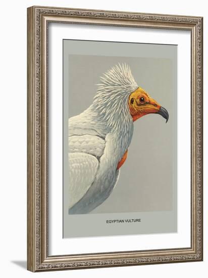 Egyptian Vulture-Louis Agassiz Fuertes-Framed Art Print