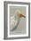 Egyptian Vulture-Louis Agassiz Fuertes-Framed Art Print