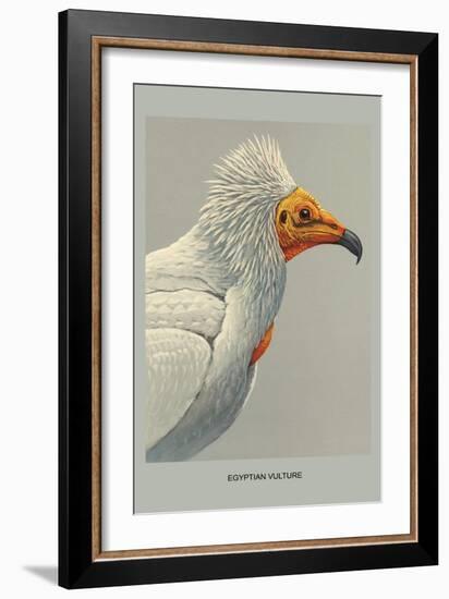 Egyptian Vulture-Louis Agassiz Fuertes-Framed Art Print