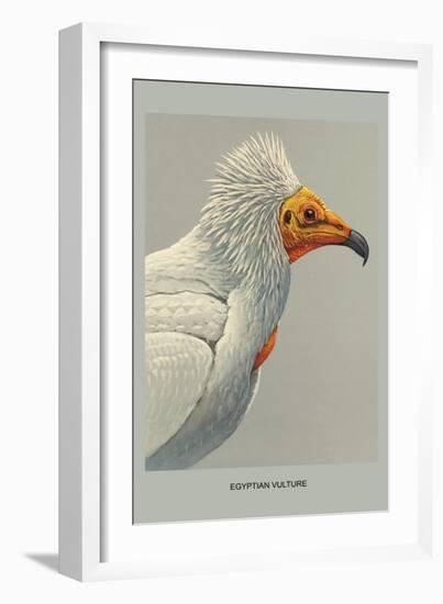 Egyptian Vulture-Louis Agassiz Fuertes-Framed Art Print
