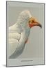 Egyptian Vulture-Louis Agassiz Fuertes-Mounted Art Print