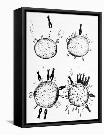 Ehrlich's Side-chain Theory, Artwork-Science Photo Library-Framed Premier Image Canvas