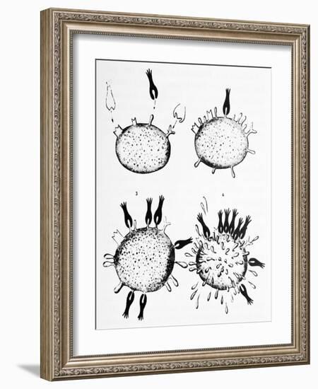 Ehrlich's Side-chain Theory, Artwork-Science Photo Library-Framed Photographic Print