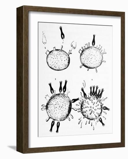 Ehrlich's Side-chain Theory, Artwork-Science Photo Library-Framed Photographic Print