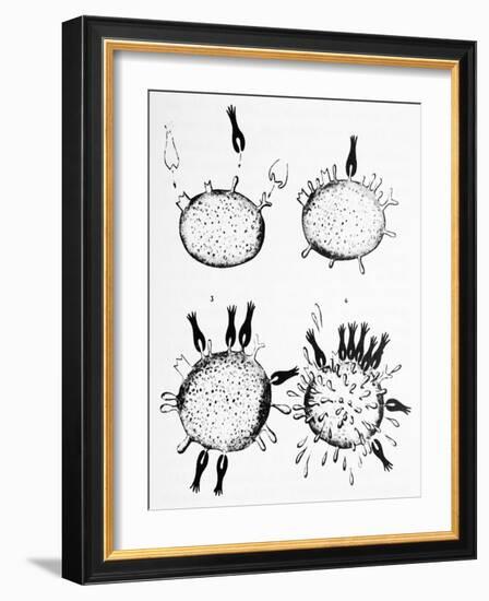 Ehrlich's Side-chain Theory, Artwork-Science Photo Library-Framed Photographic Print