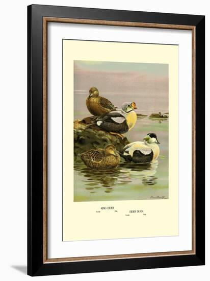 Eider and King Eider Ducks-Allan Brooks-Framed Art Print