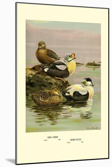 Eider and King Eider Ducks-Allan Brooks-Mounted Art Print