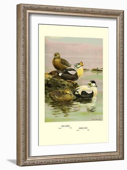 Eider and King Eider Ducks-Allan Brooks-Framed Art Print