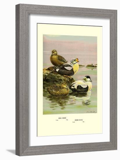 Eider and King Eider Ducks-Allan Brooks-Framed Art Print