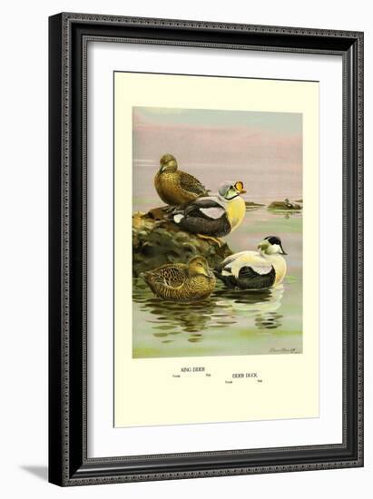 Eider and King Eider Ducks-Allan Brooks-Framed Art Print