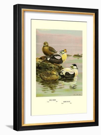 Eider and King Eider Ducks-Allan Brooks-Framed Art Print