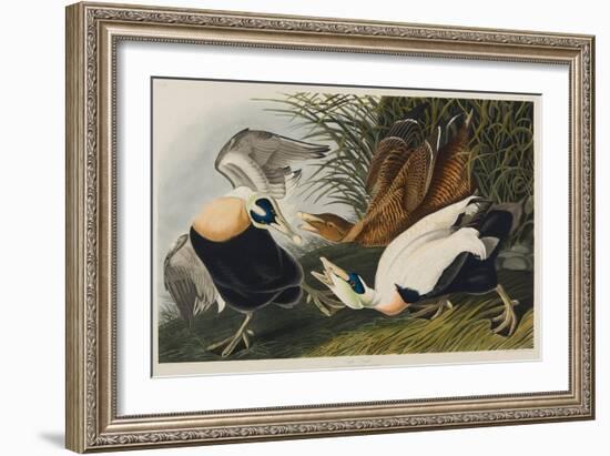 Eider Duck, 1835-John James Audubon-Framed Giclee Print