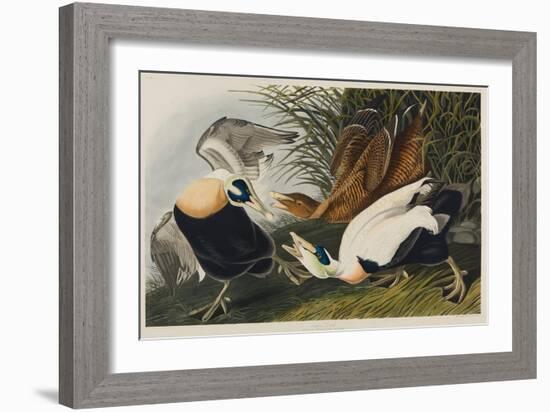 Eider Duck, 1835-John James Audubon-Framed Giclee Print