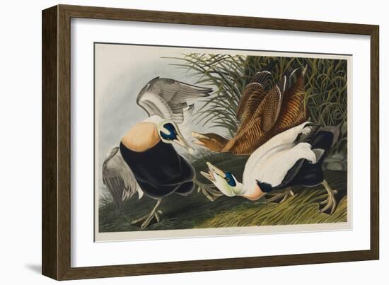 Eider Duck, 1835-John James Audubon-Framed Giclee Print