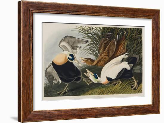 Eider Duck, 1835-John James Audubon-Framed Giclee Print