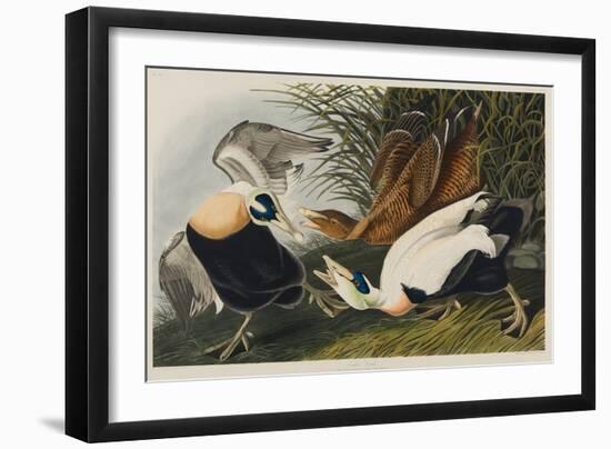 Eider Duck, 1835-John James Audubon-Framed Giclee Print