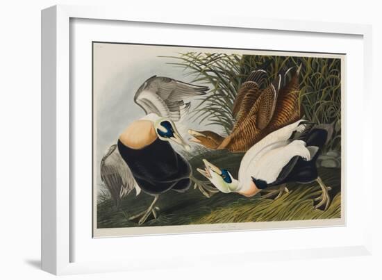 Eider Duck, 1835-John James Audubon-Framed Giclee Print