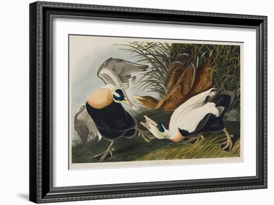 Eider Duck, 1835-John James Audubon-Framed Giclee Print