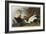 Eider Duck, 1835-John James Audubon-Framed Giclee Print