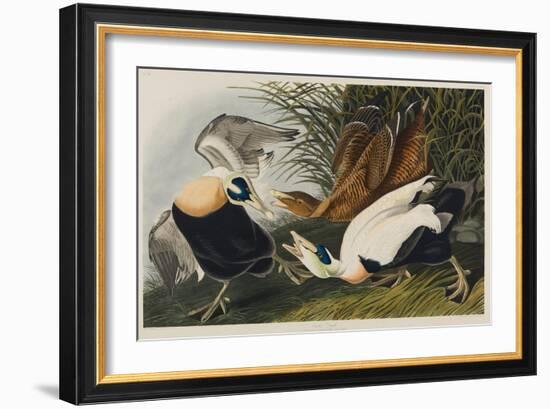 Eider Duck, 1835-John James Audubon-Framed Giclee Print