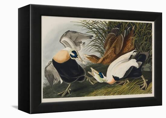 Eider Duck, 1835-John James Audubon-Framed Premier Image Canvas