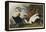 Eider Duck, 1835-John James Audubon-Framed Premier Image Canvas