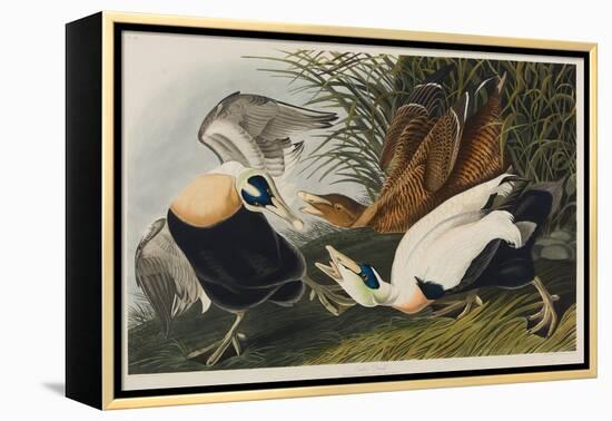 Eider Duck, 1835-John James Audubon-Framed Premier Image Canvas