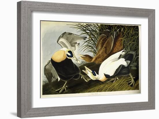 Eider Duck, Male and Female, 1835-John James Audubon-Framed Giclee Print