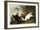 Eider Duck, Male and Female, 1835-John James Audubon-Framed Giclee Print