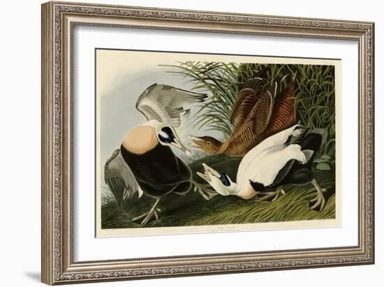 Eider Duck-John James Audubon-Framed Giclee Print