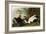 Eider Duck-John James Audubon-Framed Giclee Print