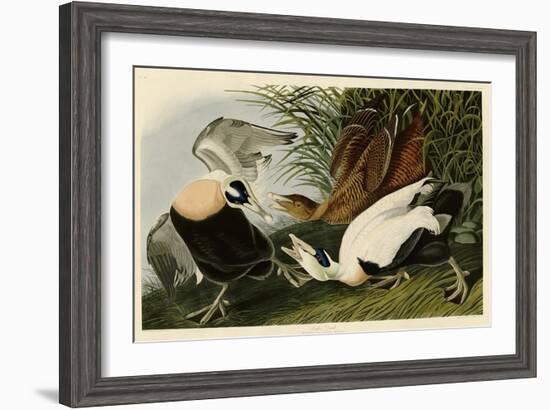 Eider Duck-John James Audubon-Framed Giclee Print
