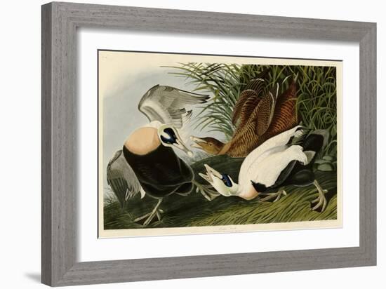 Eider Duck-John James Audubon-Framed Giclee Print