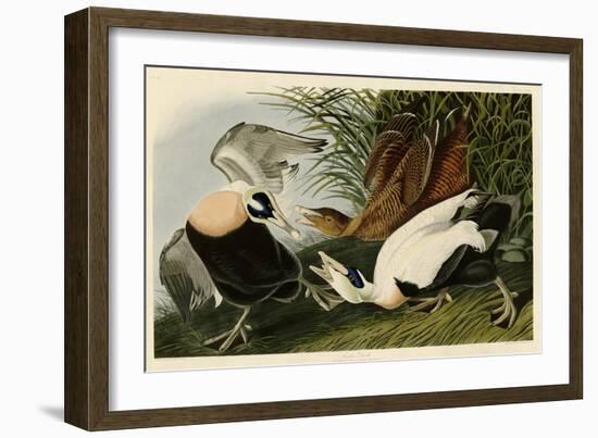 Eider Duck-John James Audubon-Framed Giclee Print