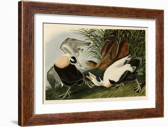 Eider Duck-John James Audubon-Framed Giclee Print