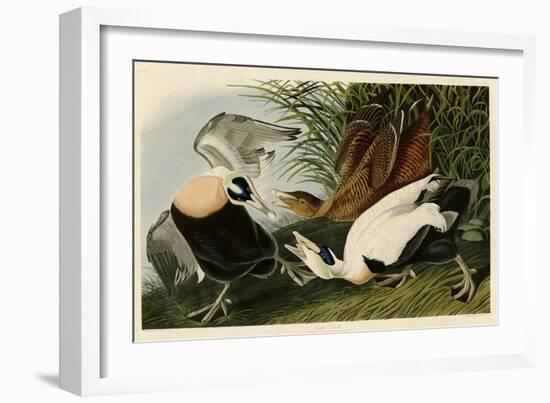 Eider Duck-John James Audubon-Framed Giclee Print